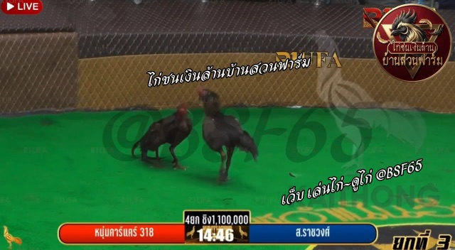 ส.ราชวงศ์ 🆚 หนุ่มคาร์แคร์ 318 (ยกที่ 3️⃣ สนามไก่ทองอินเตอร์ )