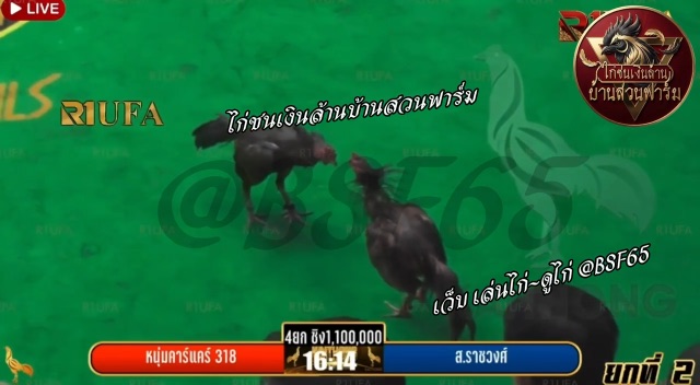 ส.ราชวงศ์ 🆚 หนุ่มคาร์แคร์ 318 (ยกที่ 2️⃣ สนามไก่ทองอินเตอร์ )