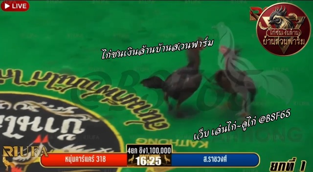 ส.ราชวงศ์ 🆚 หนุ่มคาร์แคร์ 318 (ยกที่ 1️⃣ สนามไก่ทองอินเตอร์ )