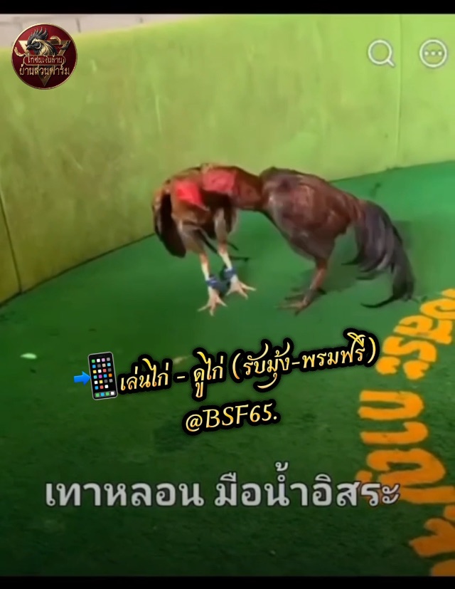 คลิปไฟต์ล่าสุด เจ้าเทาหลอน ซุ้ม มือน้ำอิสระ