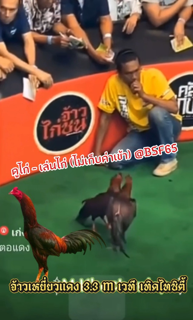 คลิปไฟต์ล่าสุด 3.3 M  จ้าวเหยี่ยวแดง ซุ้ม ป.แม็กซิมั่ม