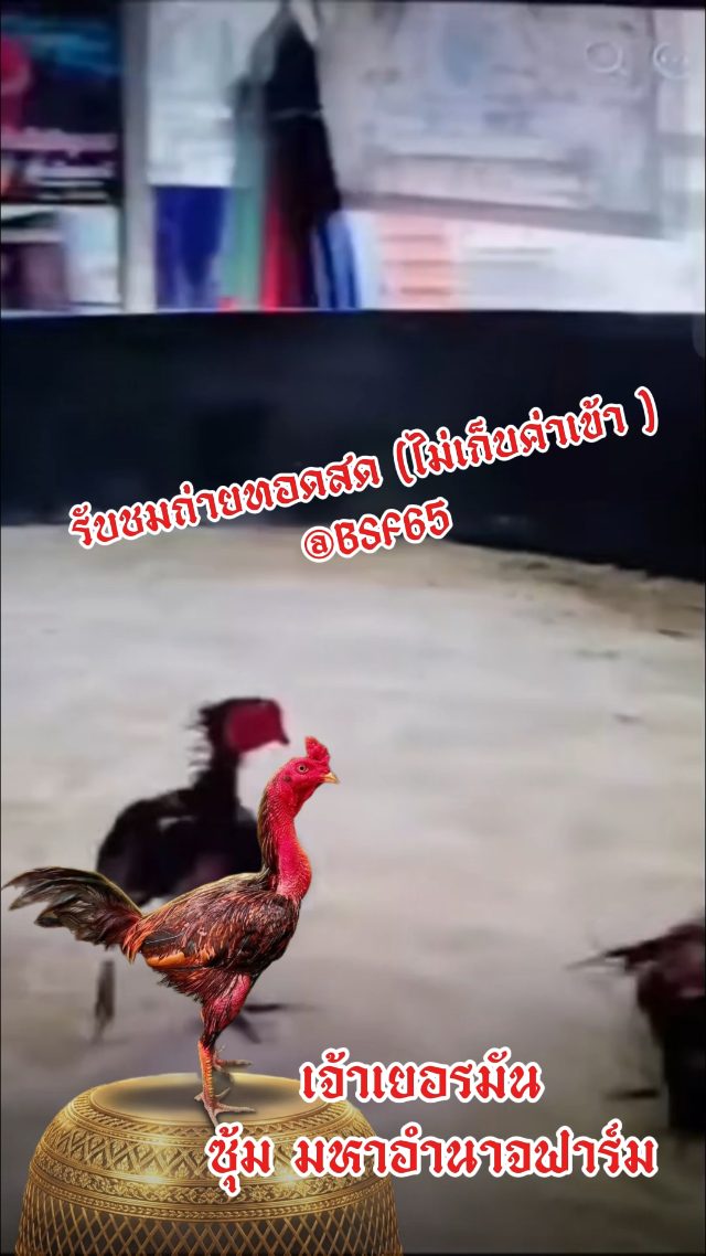 คริปล่าสุด เจ้าเยอรมัน ซุ้ม มหาอำนาจ ที่จะชนกับ ส.แพรวา วันที่19 ไก่ทอง