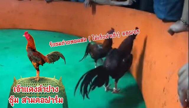 คริปล่าสุด ของซุ้ม สามตอฟาร์ม เจ้าแดงลำปาง  ตัวนี้เป็นไก่ของชัยยันฟาร์ม แต่เปลี่ยนชื่อชนไฟล์นี้