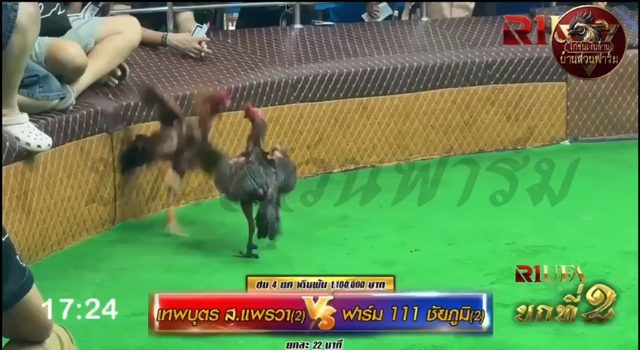 เทพบุตร ส.แพรวา2 🆚 ฟาร์ม111ชัยภูมิ2 ยกที่ 2️⃣