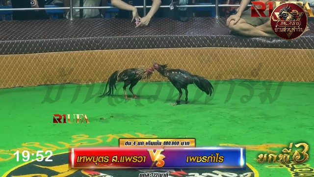 เทพบุตร ส.แพรวา🆚 เพชรกำไร ยกที่ 3️⃣