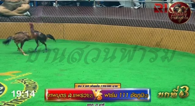 เทพบุตร ส.แพรวา2 🆚 ฟาร์ม111ชัยภูมิ2 ยกที่ 3️⃣