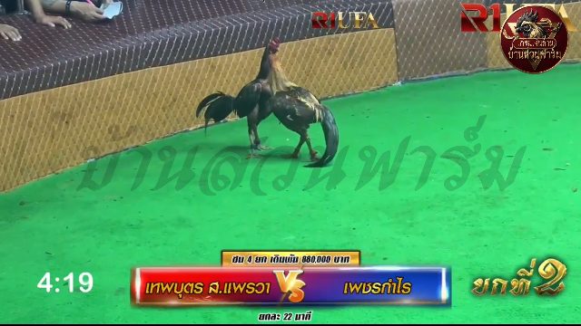 เทพบุตร ส.แพรวา🆚 เพชรกำไร ยกที่ 2️⃣