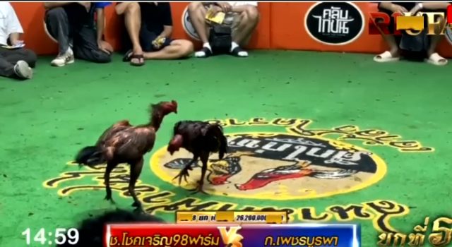 ช.โชคเจริญ98ฟาร์ม 🆚 ก.เพชรบูรพา ยกที่ 5️⃣