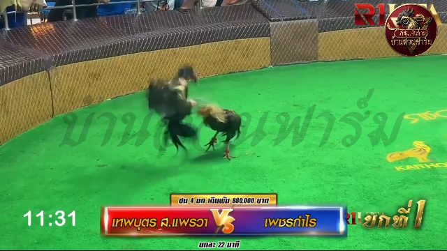 เทพบุตร ส.แพรวา🆚 เพชรกำไร ยกที่ 1️⃣